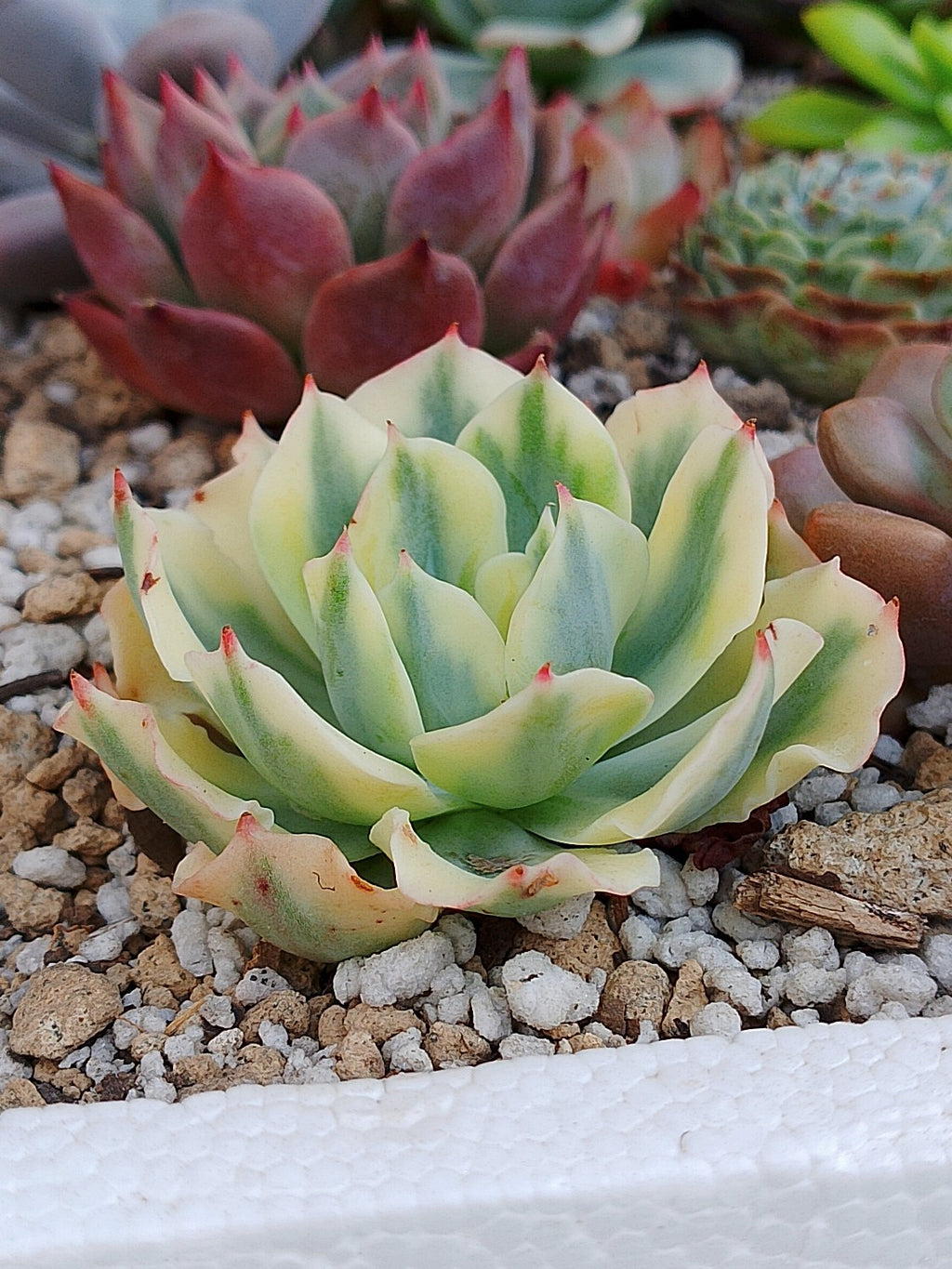 Echeveria Snow flying variegada | maceta 3"