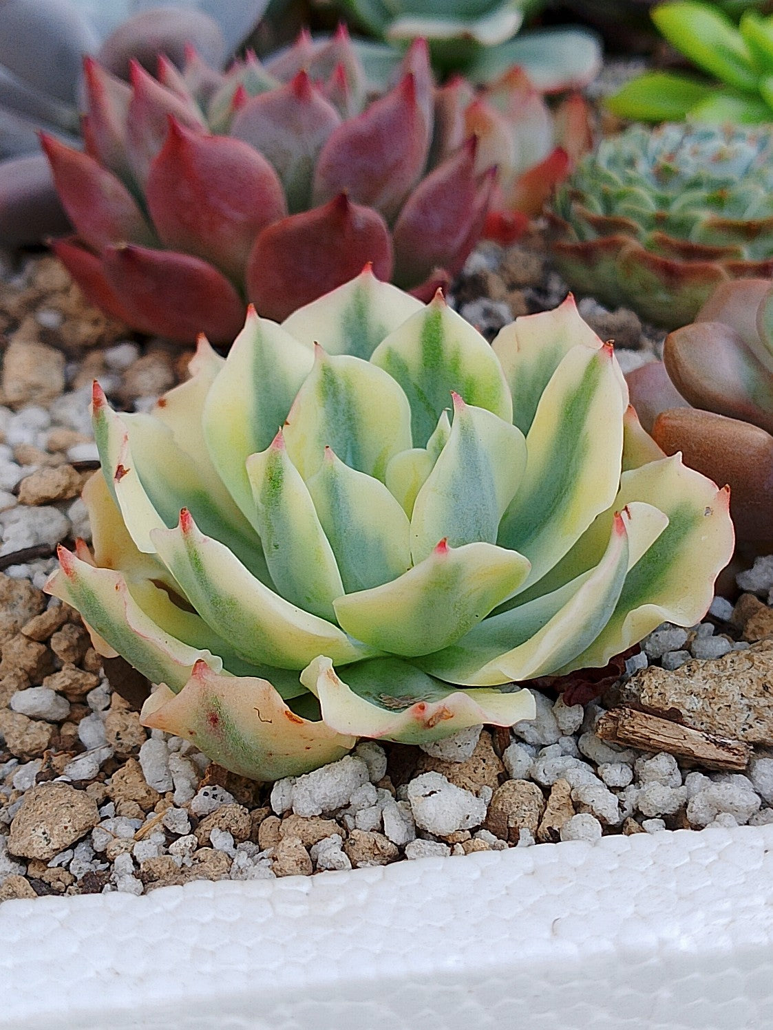 Echeveria Snow flying variegada | maceta 3"