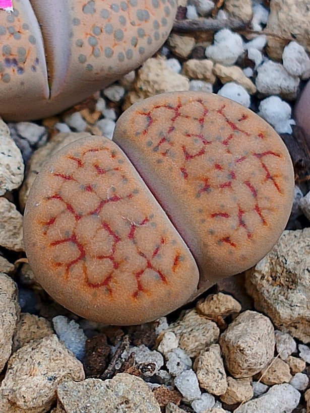 C248 	Lithops schwantesii ssp. schwantesii v. urikosensis (syn. kunjasensis)