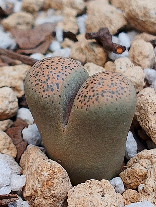 C345 	Lithops terricolor