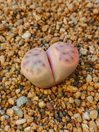 C326 	Lithops dinteri ssp. multipunctata