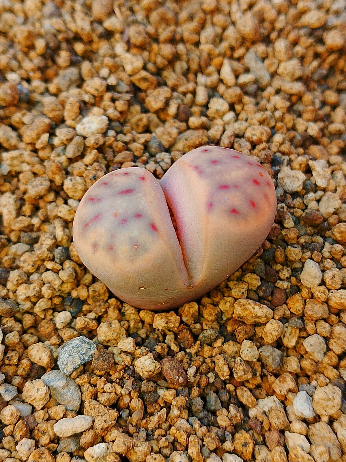 C326 	Lithops dinteri ssp. multipunctata