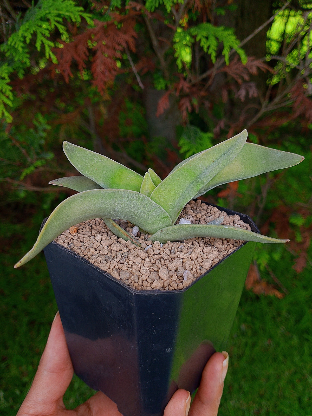 Crassula Falcata variegada | maceta 4"