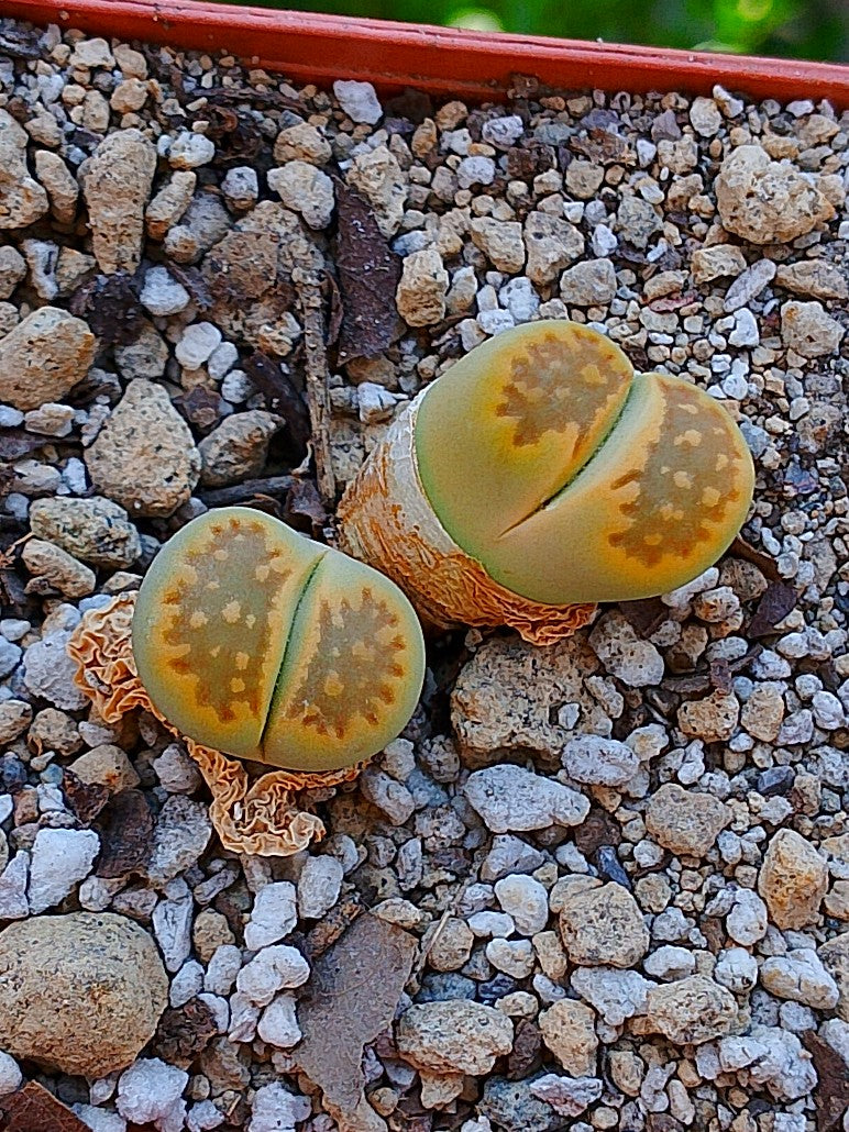 Lithops Hallii var ochracea 'Green soapstone'  | 2 cabezas