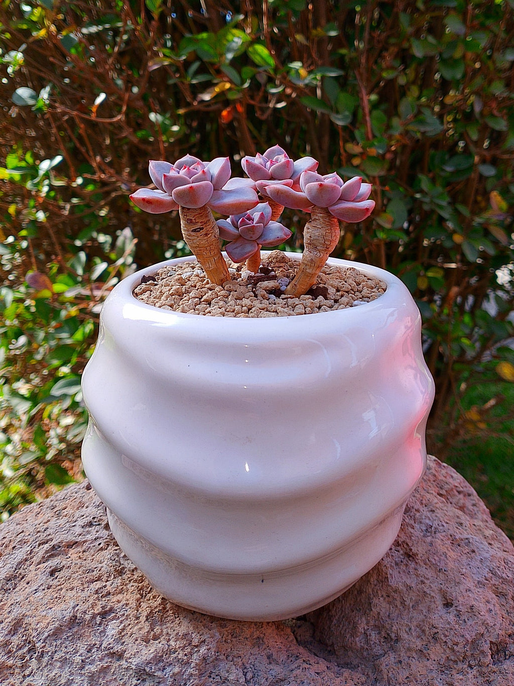 Echeveria Pretty in pink