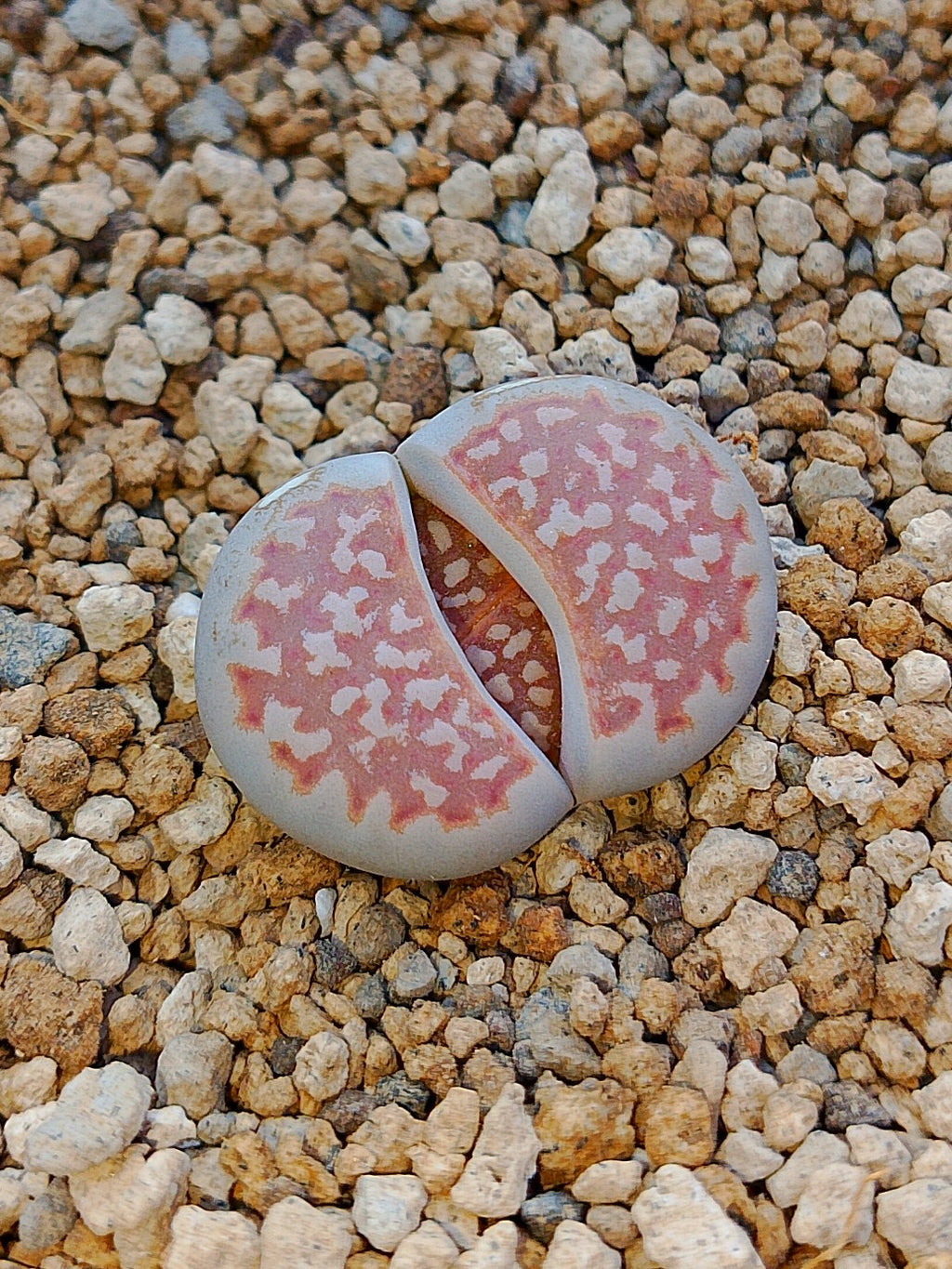 C064 	Lithops julii ssp. julii