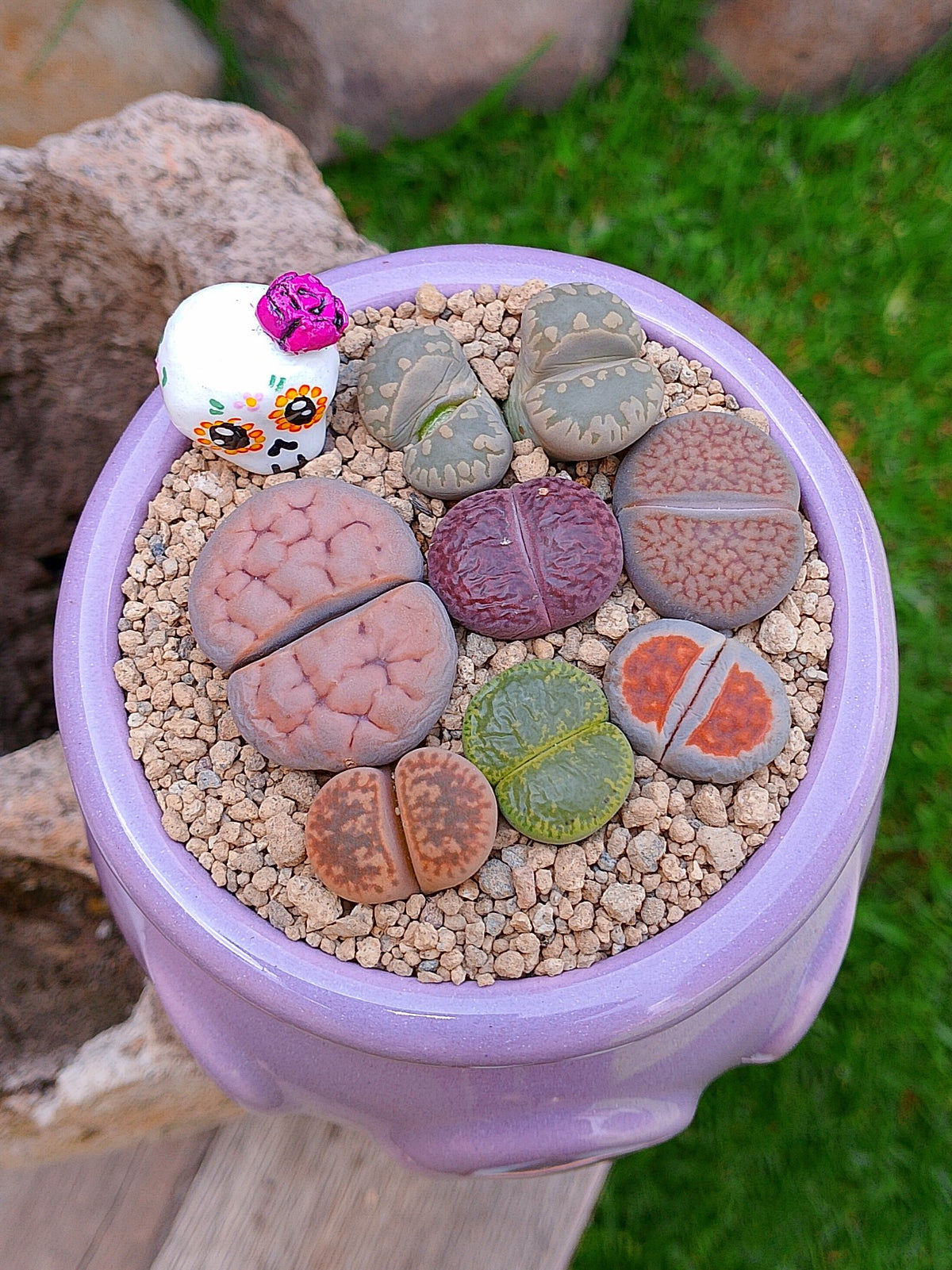 Paquete lithops Mix - Caldero Catrina
