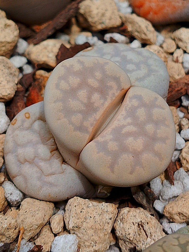 C297 	Lithops julii ssp. julii