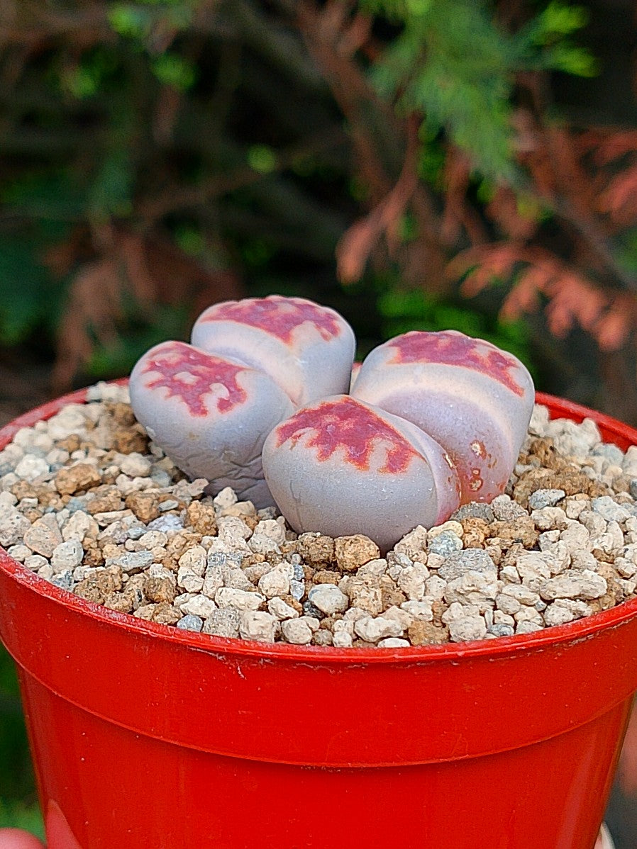 Lithops Karasmontana "lava flow"| 2 cabezas