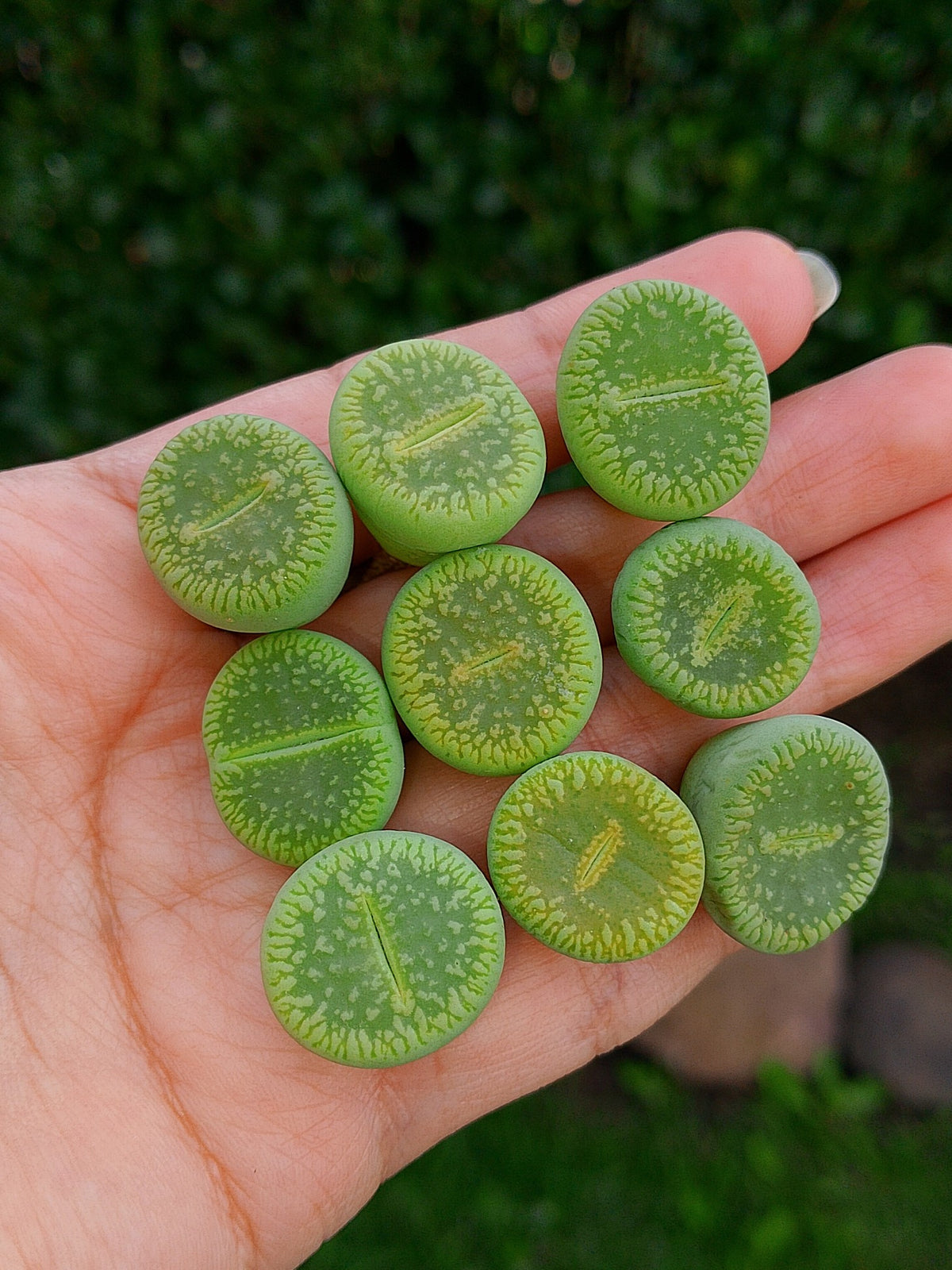 C048A Lithops aucampiae ssp. euniceae cv. 'Bellaketty' | 2 años